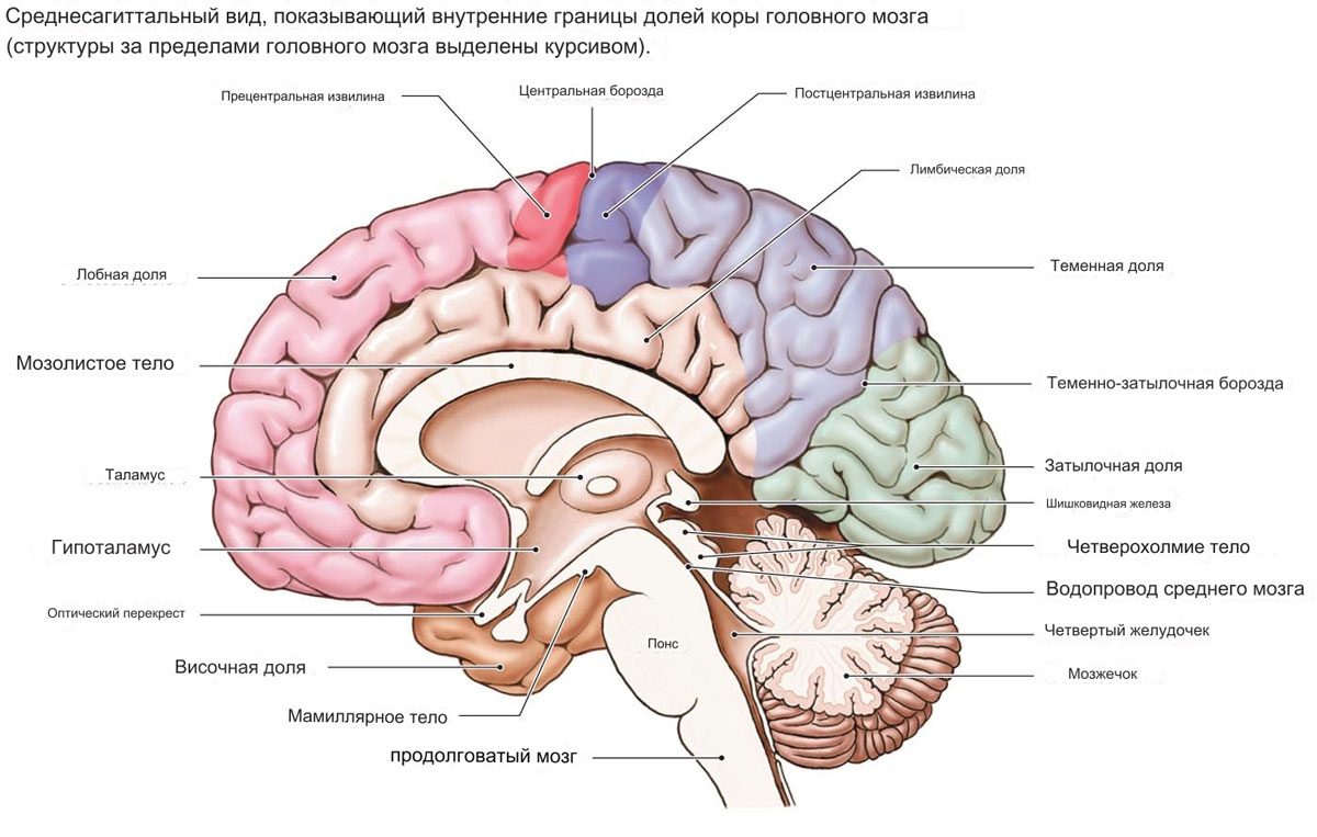 Нейрохирургия строение мозга