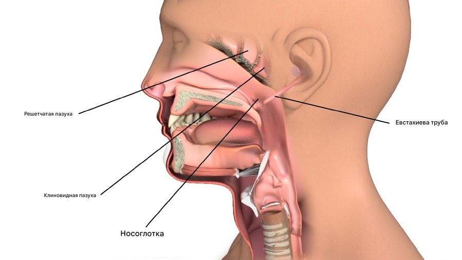 носоглотка схема